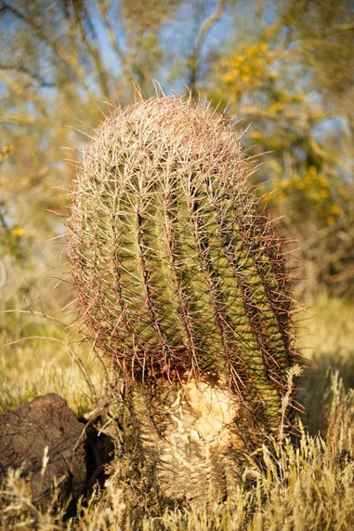 Cactus, Arizona