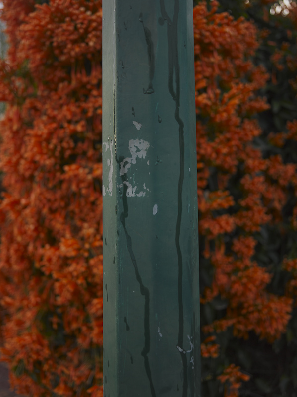 Pole & orange flowers