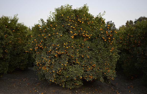 Mandarin tree