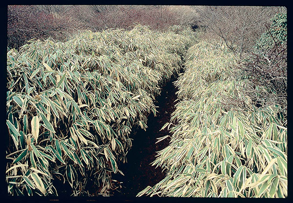 path in bamboo