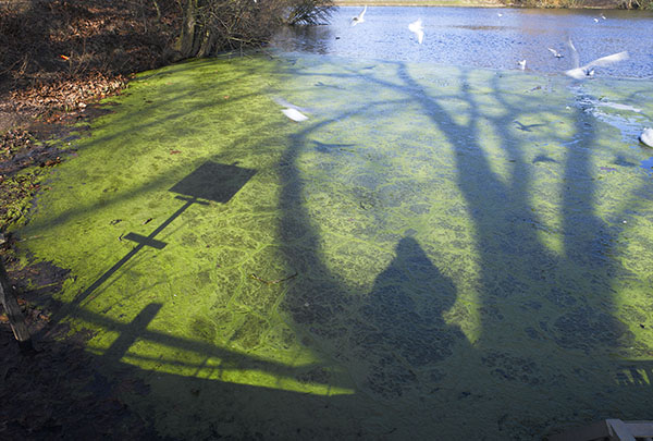 Hampstead Heath, London, 2006