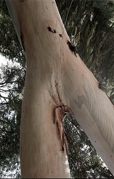 Eucalyptus tree